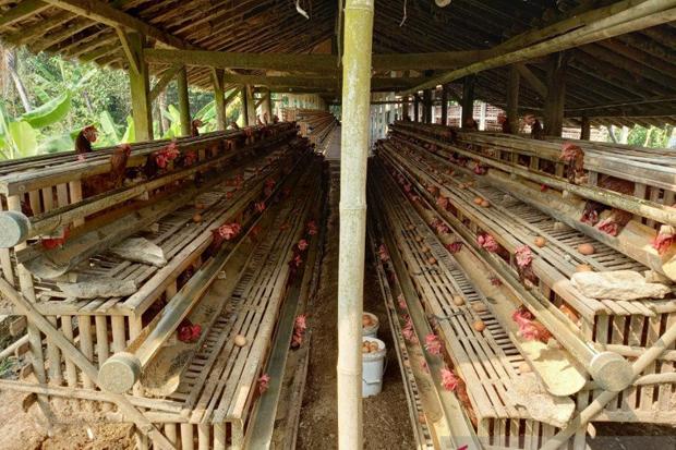 Ratusan Ayam di KBB Mati Mendadak, Ini Dugaan Penyebabnya