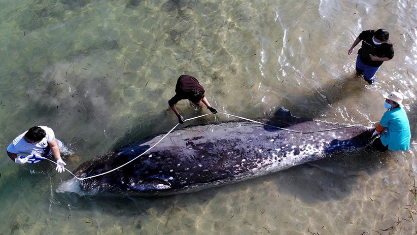 Paus Cuvier Panjang 5,3 Meter Terdampar di Pantai Mertasari Bali - Bagian 1