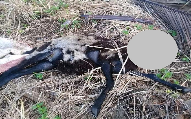  Mengerikan, Pria Ini Bunuh Ternak Warga Lalu Makan Hati dan Daging Mentah