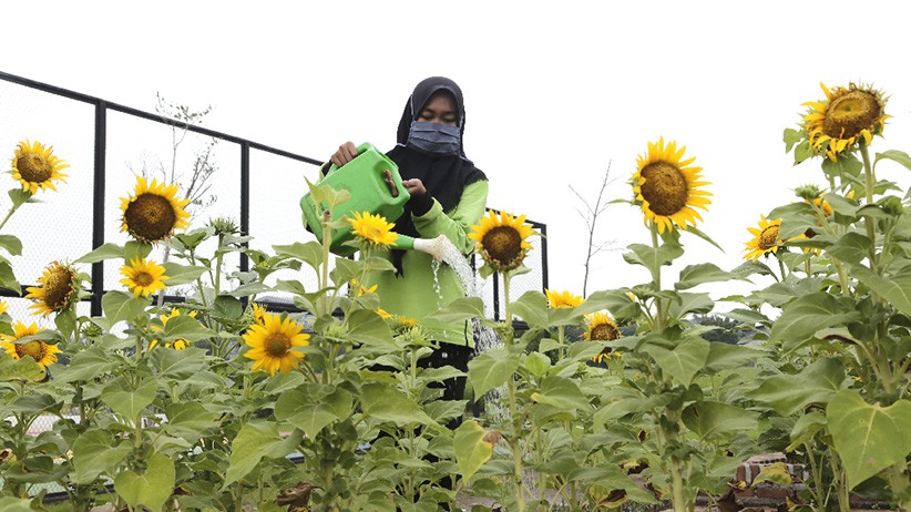 Indahnya Taman Bunga Matahari Tumbuh di Jakarta Utara - Bagian 1