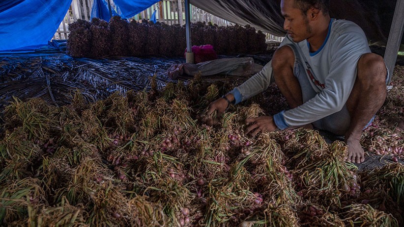 Diserang Hama Ulat, Tanaman Bawang di Sigi Dipanen Lebih Cepat - Bagian 1