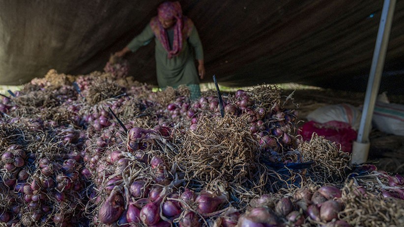 Diserang Hama Ulat, Tanaman Bawang di Sigi Dipanen Lebih Cepat - Bagian 2