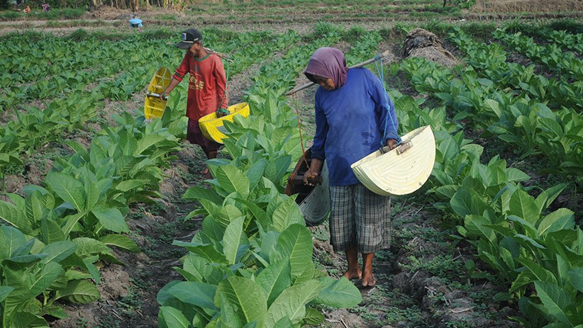 Pemkab Pamekasan Bangun Fasilitas Kawasan Industri Hasil Tembakau - Bagian 1