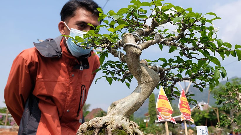 Gairahkan Pariwisata Borobudur dengan Kontes Bonsai - Bagian 1