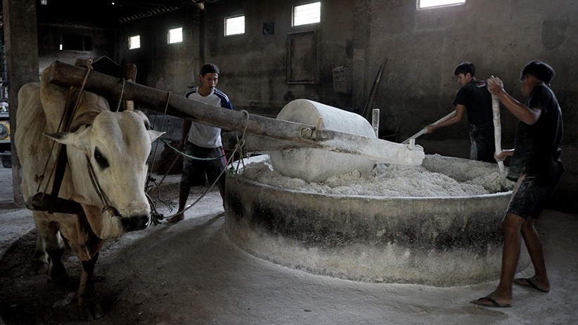 Melihat Proses Pembuatan Mi Lethek Yogyakarta Dibantu Seekor Sapi - Bagian 1