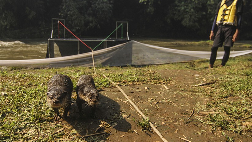 3 Ekor Berang-Berang Jadi Penghuni Baru Sungai Ciliwung Depok - Bagian 1