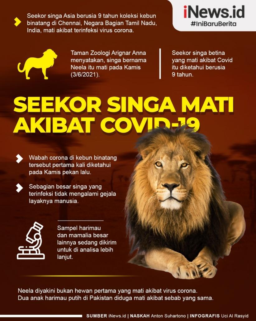 Infografis Singa Mati akibat Covid-19