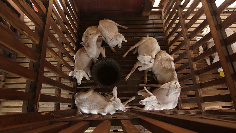 Blitar Gempar, 19 Ekor Kambing Warga Lenyap dalam Waktu Semalam