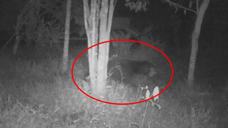 Terungkap! Ini Makhluk Misterius Berbulu dan Bau Busuk yang Teror Warga Agam