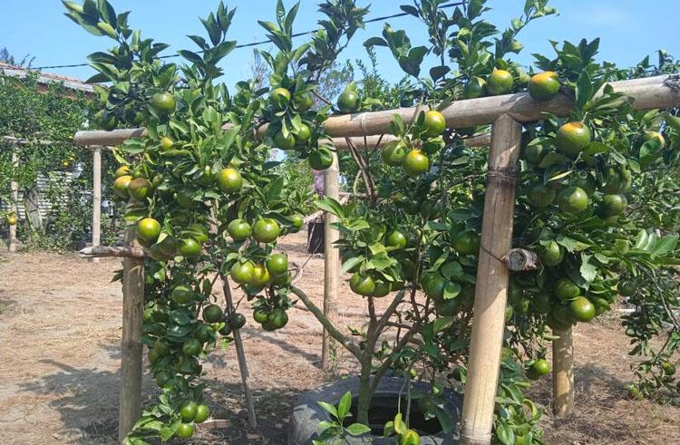 Petani Bantul Sukses Kembangkan Buah Jeruk di Lahan Pesisir