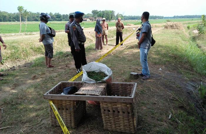 Gondol Sepeda Motor, Pencuri di Kulonprogo Tinggalkan Keranjang Rumput