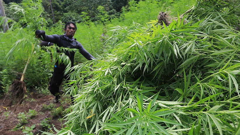 2 Hektare Ladang Ganja Dibakar BNN - Bagian 2