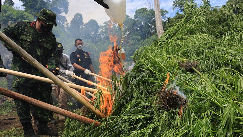2 Hektare Ladang Ganja Dibakar BNN - Bagian 1