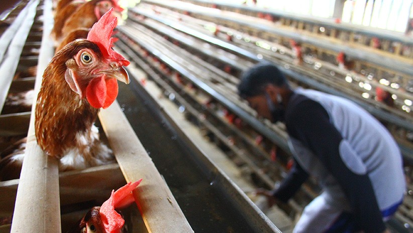 Peternak Ayam Keluhkan Biaya Pakan Naik, Harga Telur Turun - Bagian 2