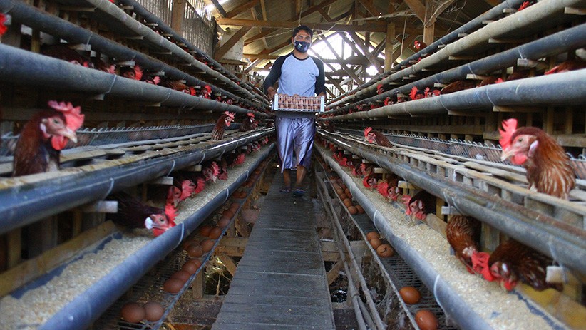 Peternak Ayam Keluhkan Biaya Pakan Naik, Harga Telur Turun - Bagian 1