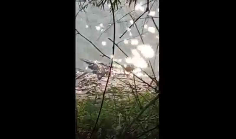 2 Ekor Buaya di Bengawan Solo Gegerkan Warga Lamongan