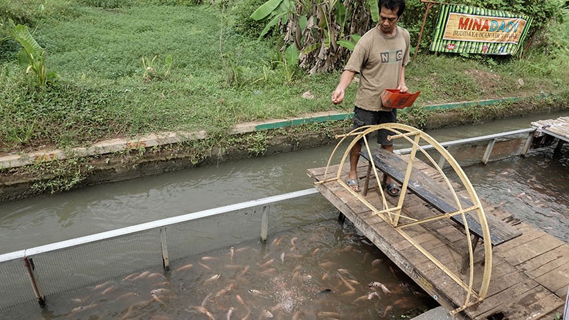 Warga Sokaraja Manfaatkan Irigasi untuk Budi Daya Ikan Nila - Bagian 1