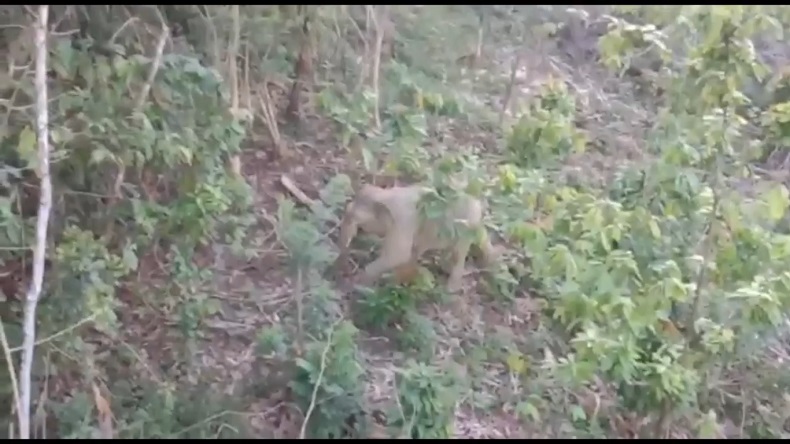 Warga Aceh Utara Andalkan Daun Pisang Usir Kawanan Gajah