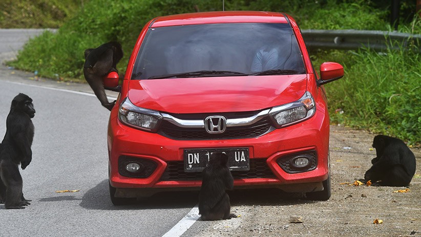 Perilaku Kera Hitam Sulawesi Berubah akibat Sering Diberi Makan Pengendara - Bagian 2