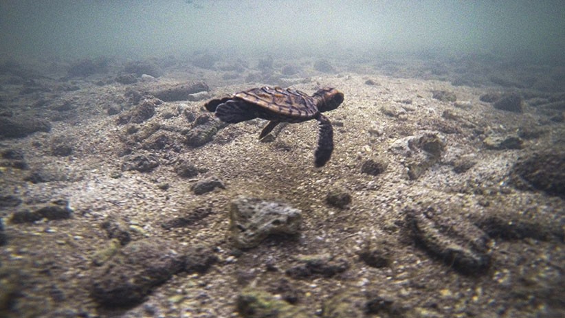 Pelestarian Anak Penyu Sisik di Pulau Sebira - Bagian 1