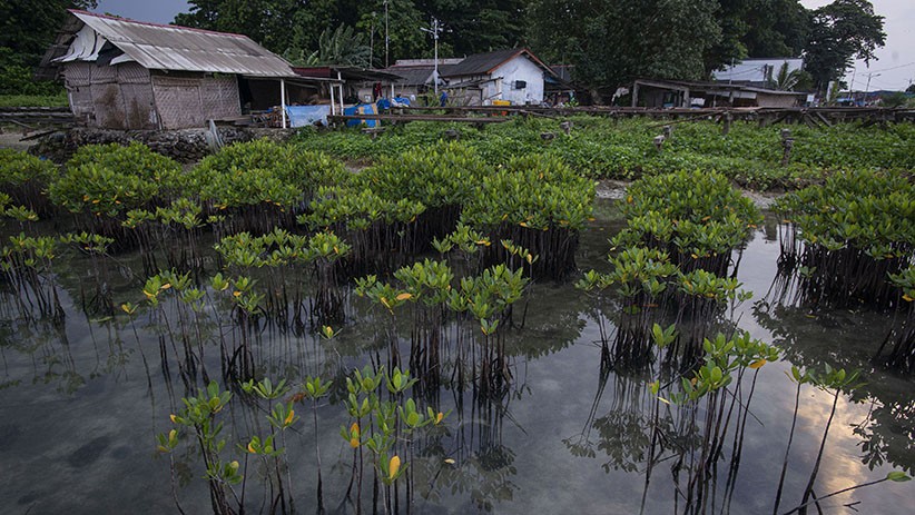 Tanam Pohon Bakau Cegah Abrasi di Ujung Utara Kepulauan Seribu - Bagian 1