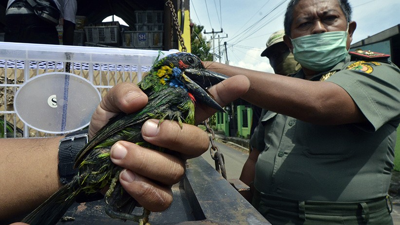 Penyelundupan Burung Dilindungi Beo Tiong Emas hingga Cililin Tangkar - Bagian 1