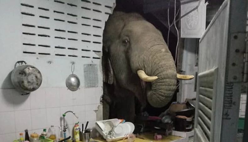 Tragis, Kakek Nenek Tewas Dibanting dan Diinjak Gajah Ngamuk
