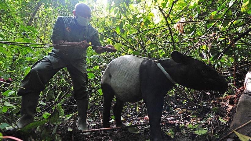 BKSDA Lepas Siamang dan Tapir ke Taman Nasional Kerinci Seblat - Bagian 2