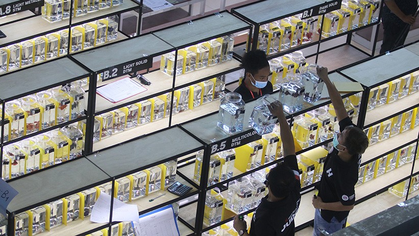 Kontes Ikan Cupang Berhadiah Mobil di Kediri - Bagian 1
