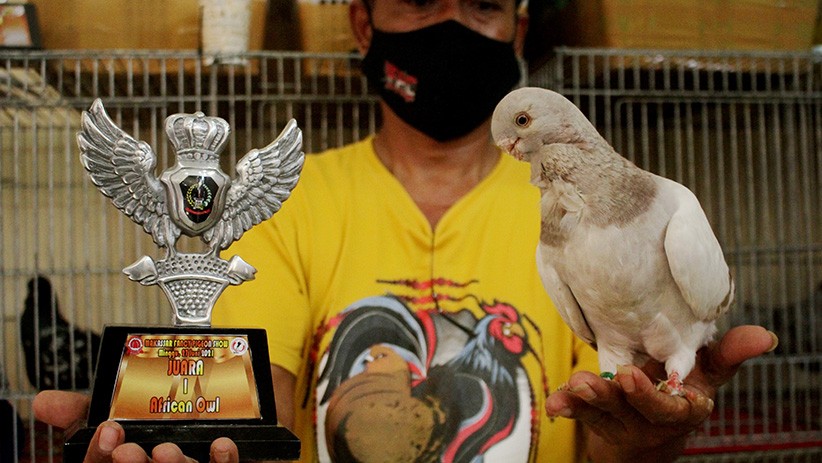 Ratusan Merpati Hias Ikuti Kontes di Makassar - Bagian 2