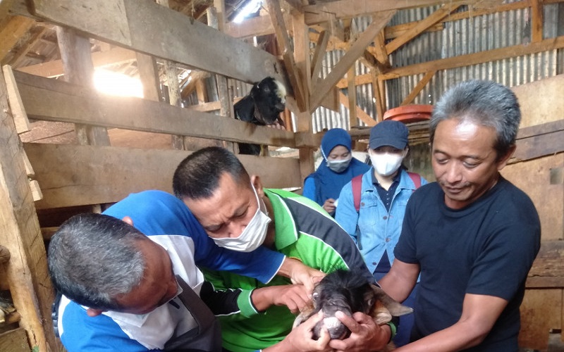 Jelang Idul Adha, Pemkab OKU Periksa Kesehatan Hewan Kurban 