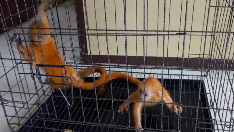 Bukan Dipelihara,  2 Ekor Simpai Ini Diserahkan Petani Pasaman ke KSDA