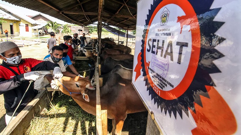 Kesehatan Hewan Kurban Diperiksa Jelang Idul Adha - Bagian 2