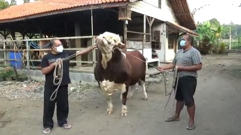 Sapi Simental Berbobot 1,69 Ton dari Presiden Jokowi Tiba di Palembang