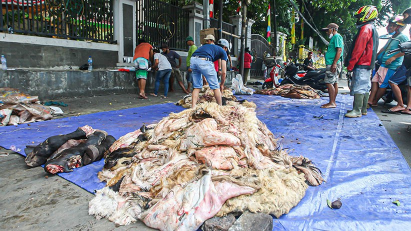 Berkah Idul Adha, Pengepul Borong Kulit Hewan Kurban - Bagian 1
