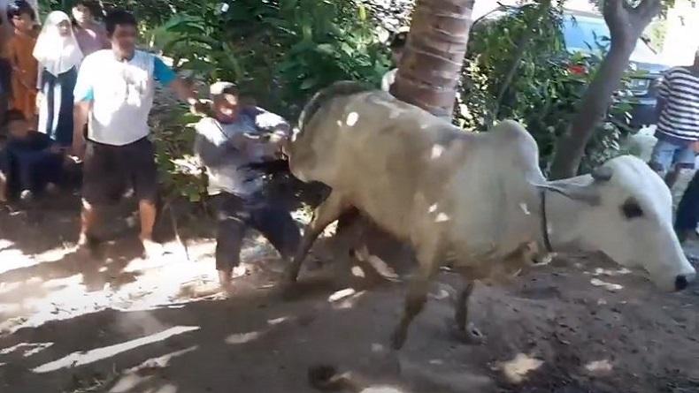 Sapi Ngamuk di Madina, Tendang Panitia Pemotongan Hewan Kurban hingga Tersungkur