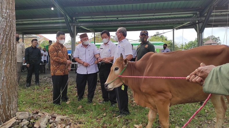 Bupati Bangka Barat Sembelih 11 Ekor Hewan Kurban di Kantor