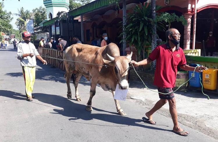 Pantau Hewan Kurban di Kulonprogo Petugas Temukan Cacing Hati