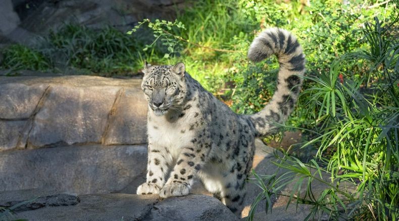 Macan Tutul di Kebun Binatang Positif Covid, Tunjukkan Gejala Batuk dan Pilek