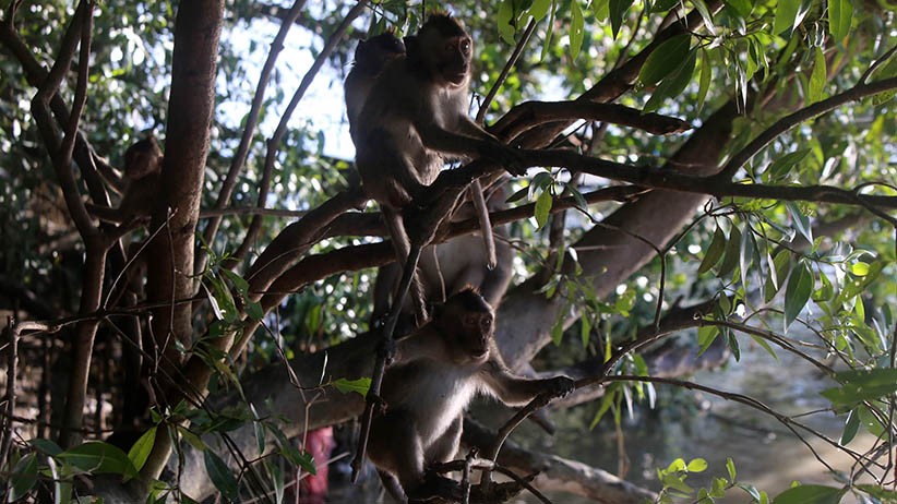 Melihat Aneka Satwa Liar di Balik Hutan Mangrove Wonorejo - Bagian 2