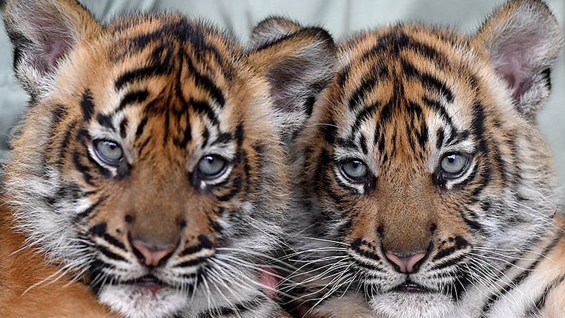 Kenalkan Isyana dan Aura, Dua Bayi Lucu Harimau Sumatera - Bagian 1