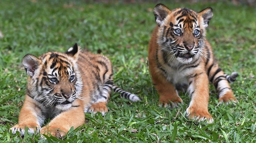 Kenalkan Isyana dan Aura, Dua Bayi Lucu Harimau Sumatera - Bagian 2