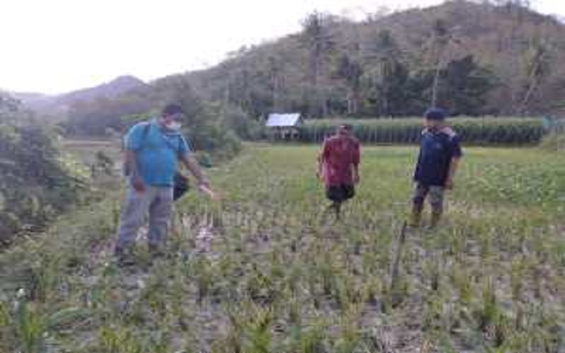 Warga Desa Campa Bima Digegerkan Penemuan Mayat di Sawah