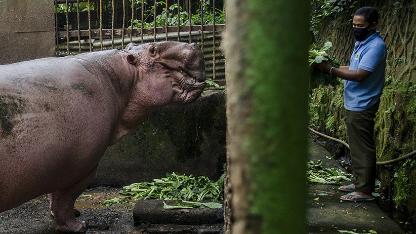 7 Ton Sayuran Didonasikan untuk Pasokan Makanan Hewan Bandung Zoological - Bagian 1