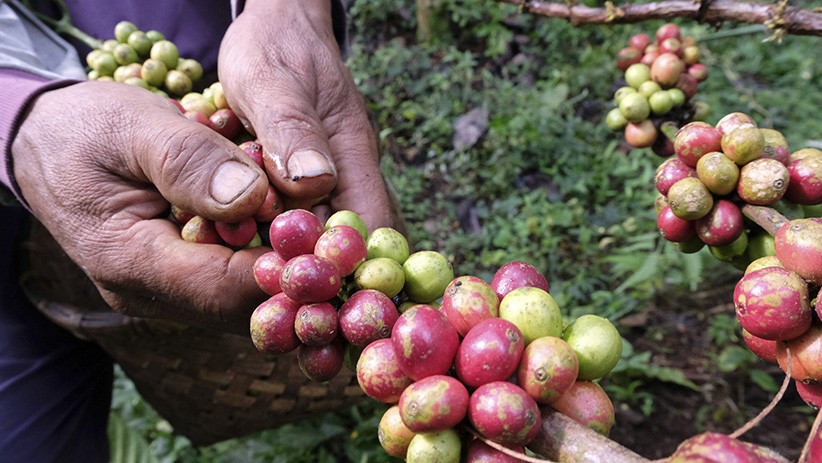 Hasil Panen Kopi Robusta Petani Temanggung Meningkat 2 Kali Lipat - Bagian 3