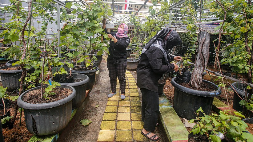 Melihat Kebun Budi Daya Anggur Seluas 400 Meter di Duren Sawit - Bagian 3