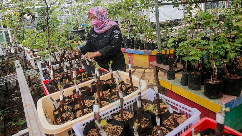 Melihat Kebun Budi Daya Anggur Seluas 400 Meter di Duren Sawit - Bagian 2