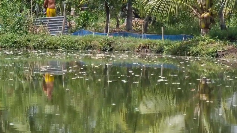Ratusan Ribu Ikan dan Udang Milik Warga di Medan Mati Mendadak