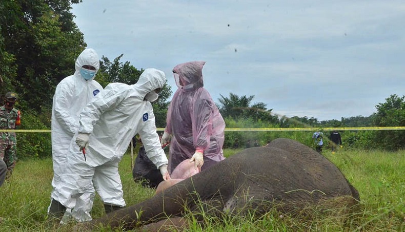 Polisi Tangkap 5 Pelaku Pembunuh Gajah yang Dipenggal di Aceh Timur