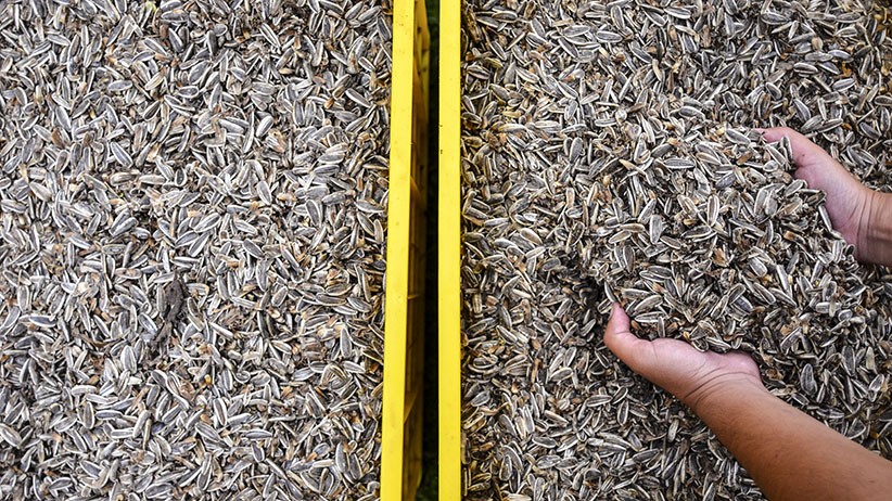 Panen Biji Bunga Matahari, Dijual Rp18.000 per Kilogram - Bagian 1